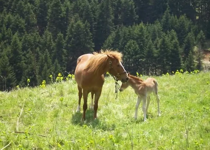 Gospodarstwo wiejskie Elaion Ellinikón
