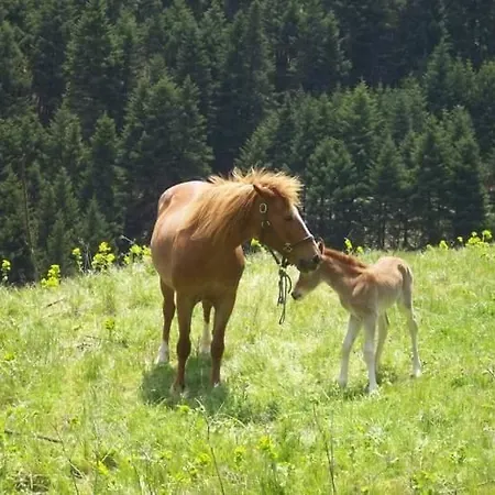 컨트리하우스 Elaion Ellinikón